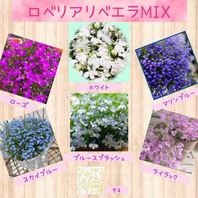 チョウを思わせる小花が可愛い♡『ロベリアリベエラMIX』花の種50粒 ハンドメイドのフラワー/ガーデン(その他)の商品写真