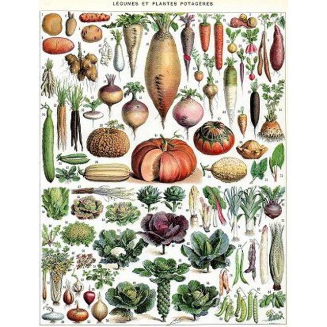 入手困難】フランス アンティーク野菜博物画 1932の通販 by かべづくり|ラクマ フランス お花 アンティーク画 1932