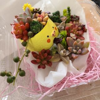 多肉植物　寄せ植え　チマ寄せ　鳥🐦️鉢　もりもり💪(プランター)