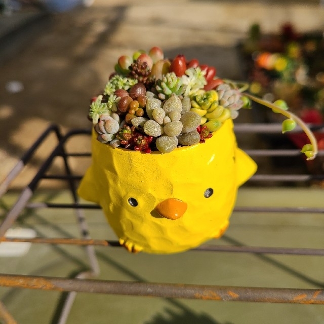 多肉植物　寄せ植え　チマ寄せ　鳥🐦️鉢　もりもり💪 ハンドメイドのフラワー/ガーデン(プランター)の商品写真