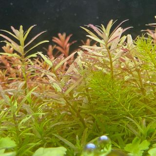 残り2セット！☆セール☆アクアリウム 水草 ロタラ・インディカ+おまけざくざく(アクアリウム)