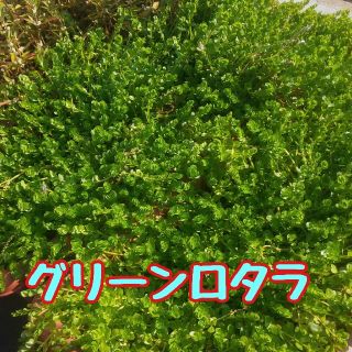 送料込みグリーンロタラ水上葉10本(アクアリウム)