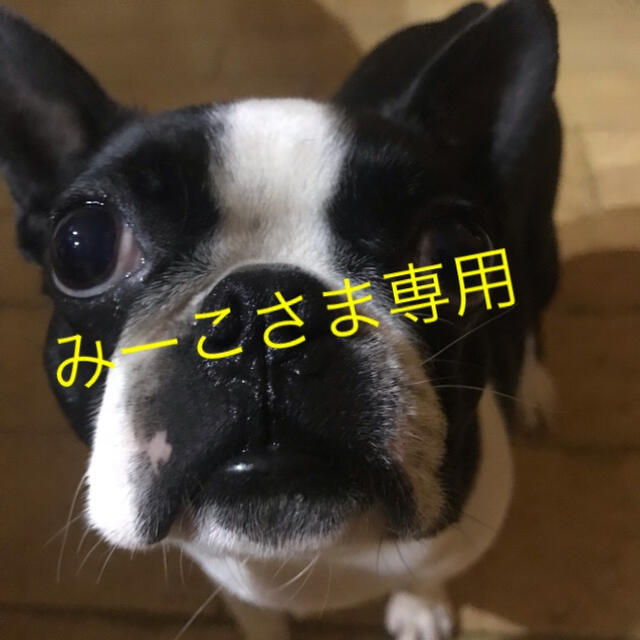 みーこさま専用 | makprogres.com.mk