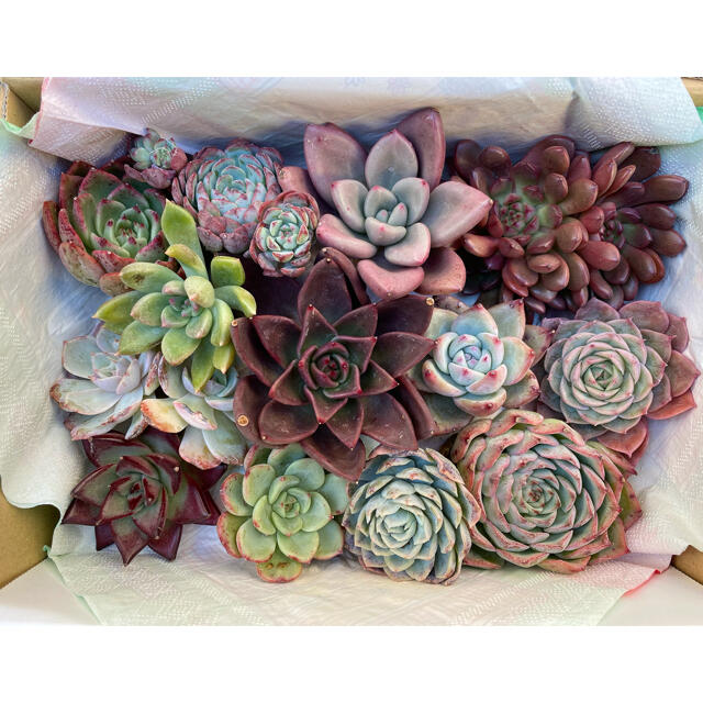 わった様専用 韓国苗寄せ植えセット➀ 13種類 多肉植物 最安 68.0%OFF
