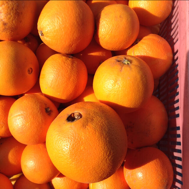 ネーブルオレンジ10kg 食品/飲料/酒の食品(フルーツ)の商品写真
