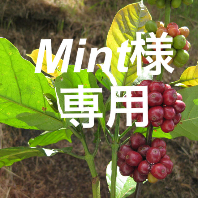 コーヒー生豆 コーヒー生豆