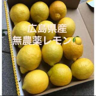 広島県産　無農薬　レモン　国産　レモン　産地直送　送料無料(フルーツ)