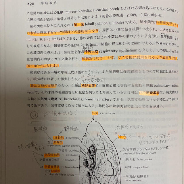 人体系統解剖学