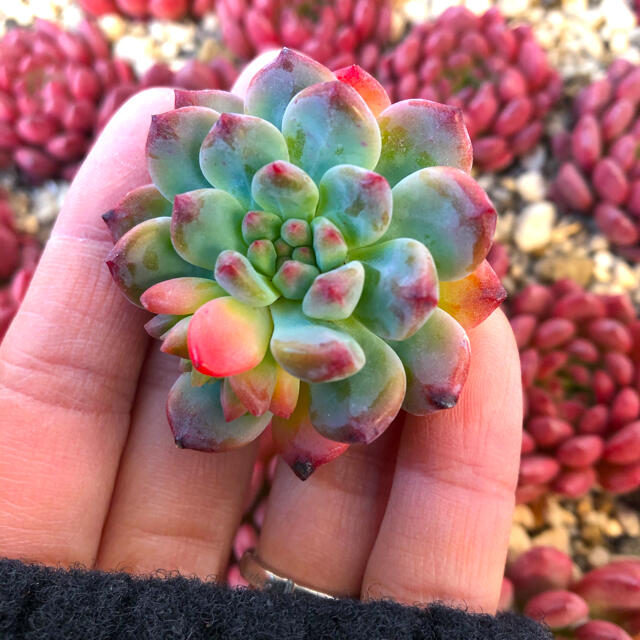 多肉植物 韓国苗 エケベリア Echeveria Blue Elf ハンドメイドのフラワー/ガーデン(その他)の商品写真