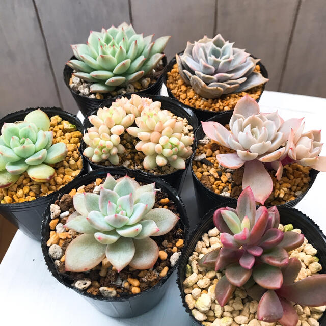 多肉植物 名前不明 訳あり ポットのまま発送の通販 By きいる S Shop ラクマ 多肉植物 名前不明 訳あり ポットのまま発送の通販 By きいる S Shop ラクマ