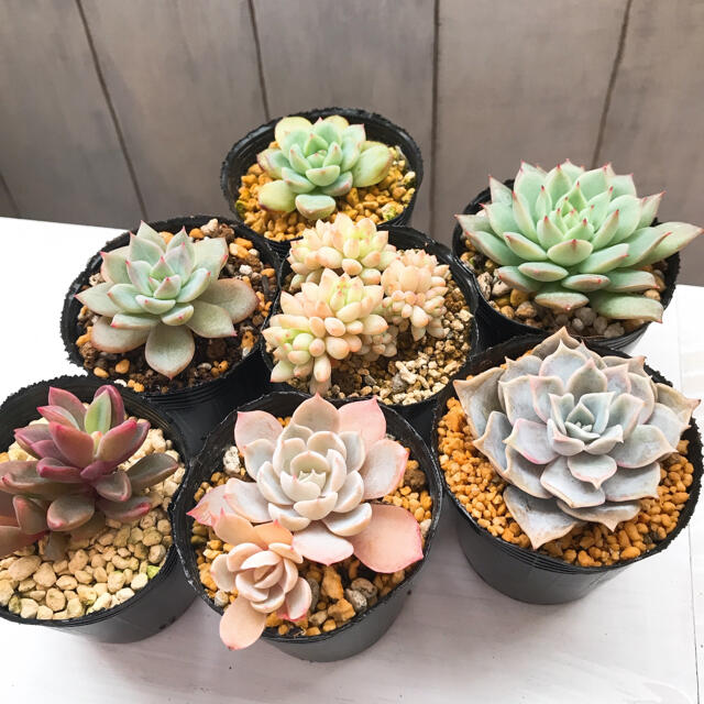 多肉植物 名前不明 訳あり ポットのまま発送の通販 By きいる S Shop ラクマ 多肉植物 名前不明 訳あり ポットのまま発送の通販 By きいる S Shop ラクマ