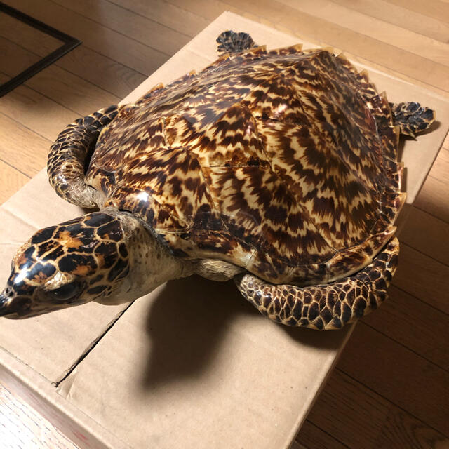亀 重 海亀 剥製 壁掛け インテリア 売買されたオークション情報 亀 重 海亀 剥製 壁掛け インテリア 売買されたオークション情報