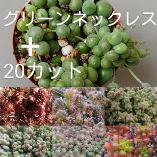 多肉植物　グリーンネックレス　抜き苗(その他)