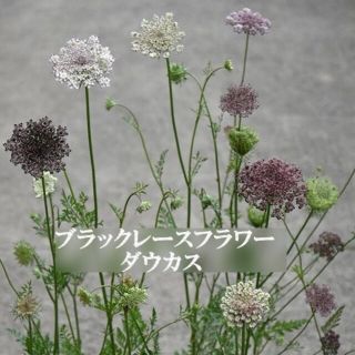 寒冷地の春まき花の種　　ブラックレースフラワー・ダウカスを100粒(その他)