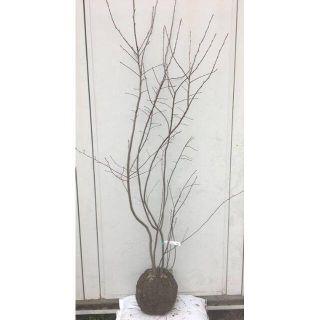 《現品》ジューンベリー 株立ち　樹高1.8ｍ（根鉢含まず）47【果樹苗木/植木】 ハンドメイドのフラワー/ガーデン(その他)の商品写真