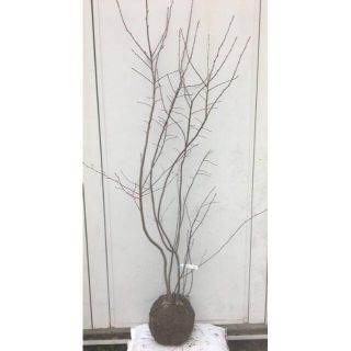 《現品》ジューンベリー 株立ち　樹高1.8ｍ（根鉢含まず）47【果樹苗木/植木】(その他)