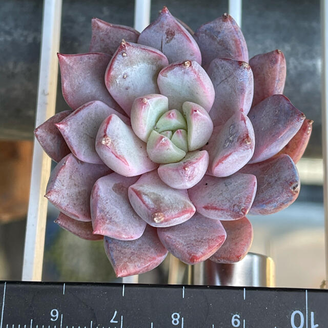 トラディショナルウェザーウエア 多肉植物 アメトルム セット 韓国苗