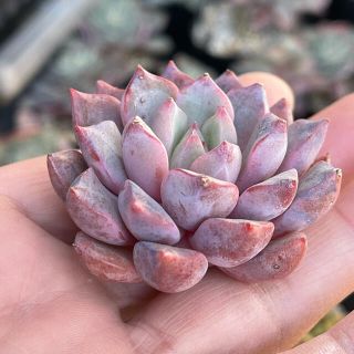 トラディショナルウェザーウエア 多肉植物 アメトルム セット 韓国苗