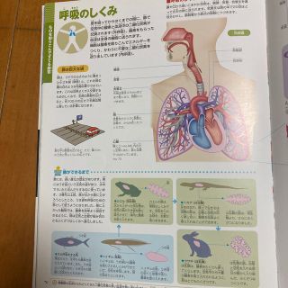 小学館 小学館の図鑑 Neo 人間 いのちの歴史の通販 By たんぴ S Shop ショウガクカンならラクマ 小学館 小学館の図鑑 Neo 人間 いのちの歴史の通販 By たんぴ S Shop ショウガクカンならラクマ