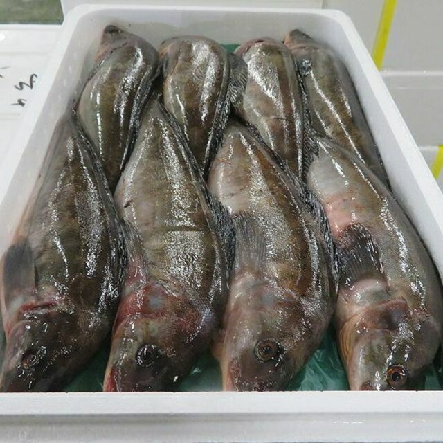 北海道江差産 生ホッケ10尾の通販 By Yutax International株式会社 北海道物産 ラクマ 北海道江差産 生ホッケ10尾の通販 By Yutax International株式会社 北海道物産 ラクマ