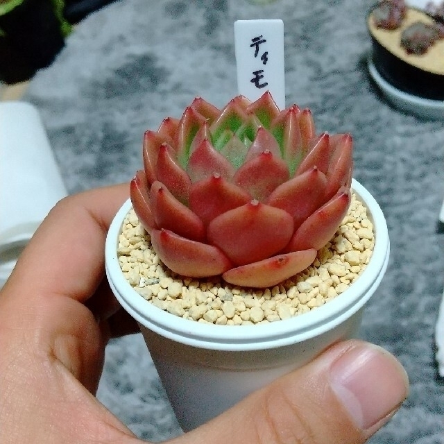 みるく様専用  ●ティモ●多肉植物  韓国苗 ハンドメイドのフラワー/ガーデン(その他)の商品写真