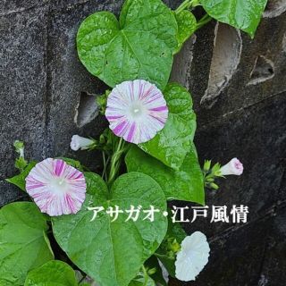 春まき花の種　あさがお「江戸風情」50粒(その他)