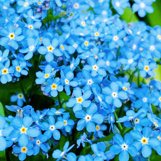 頑張らなくても花が咲く！わすれな草☆ドワーフブルー　大容量250粒超！(プランター)