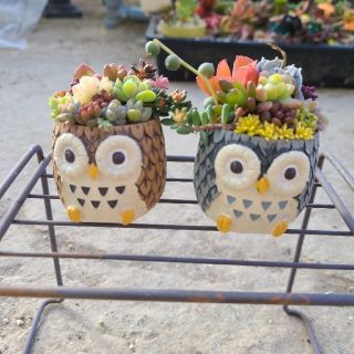 多肉植物　まこと様専用　フクロウ鉢セット(その他)