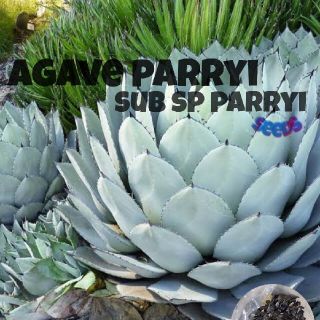 アガベ パリー 種子 20粒 AGAVE PARRYI SUB PARRYI(その他)