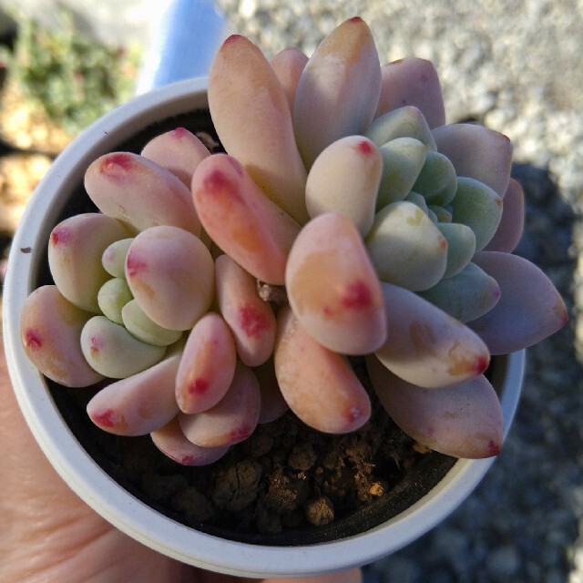 多肉植物☆ロッティ☆紅葉可愛い(^^) ハンドメイドのフラワー/ガーデン(その他)の商品写真