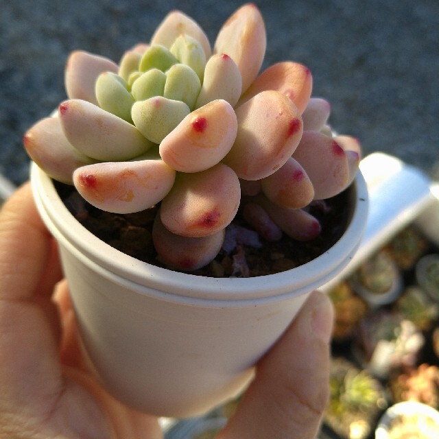 多肉植物☆ロッティ☆紅葉可愛い(^^) ハンドメイドのフラワー/ガーデン(その他)の商品写真