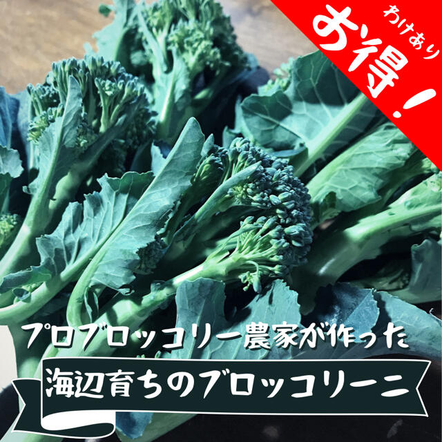 海辺育ちのブロッコリーニ 180~200g 食品/飲料/酒の食品(野菜)の商品写真