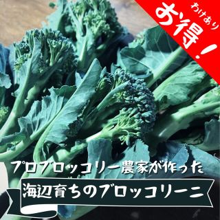 海辺育ちのブロッコリーニ 180~200g(野菜)