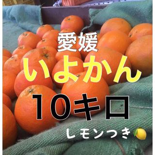 伊予柑10キロ  レモンつき！(フルーツ)