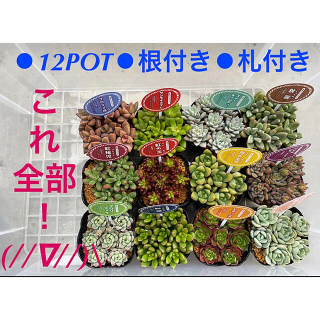 【12POT❗️札付き❗️ポットのまま配送❗️❗️】