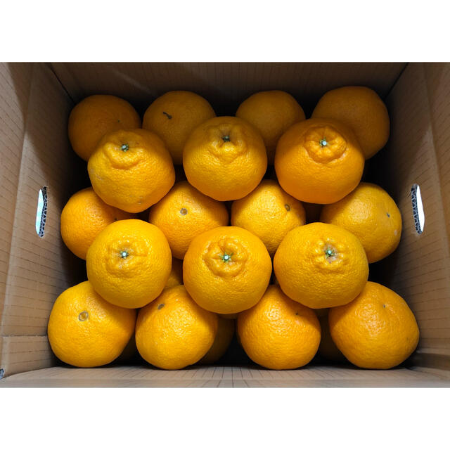 肥の豊 ハウス不知火36玉(熊本県産)即購入ok - フルーツ