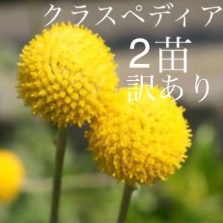 3ページ目 ボタンの通販 300点以上 ハンドメイド お得な新品 中古 未使用品のフリマならラクマ 3ページ目 ボタンの通販 300点以上 ハンドメイド お得な新品 中古 未使用品のフリマならラクマ