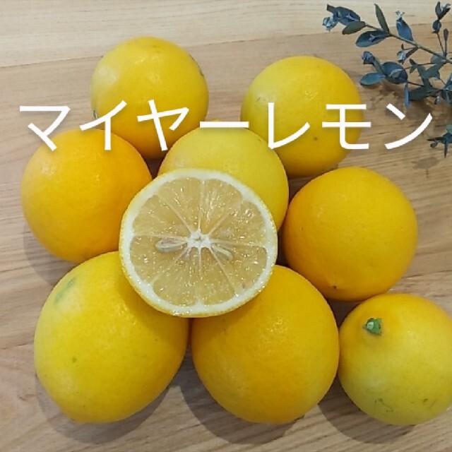 国産マイヤーレモン 食品/飲料/酒の食品(フルーツ)の商品写真