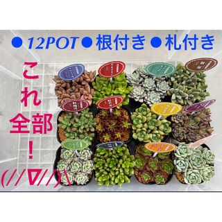 【コレ全部❗️12POT❗️名札付き❗️根付き❗️ポットごと配送❗️】(その他)