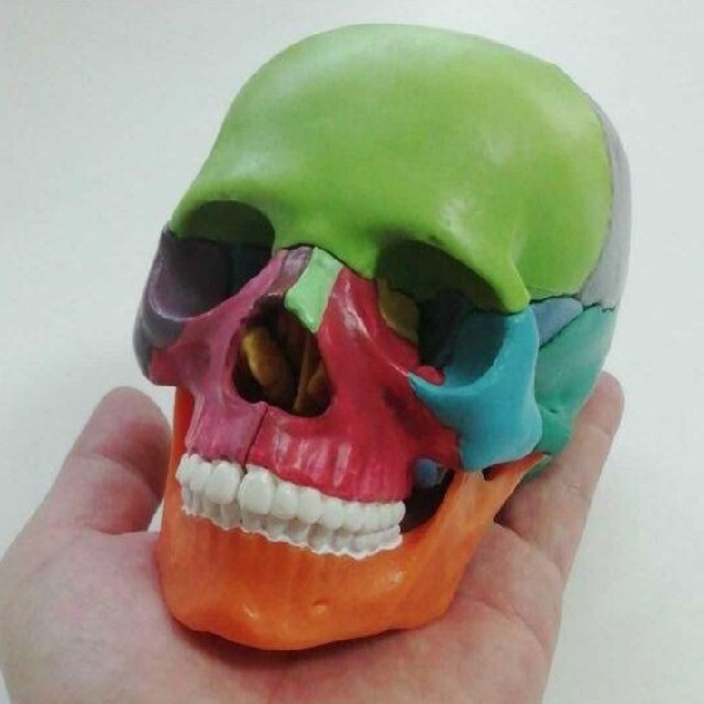 新品　頭蓋骨　模型　15分割可能　手のひらサイズ