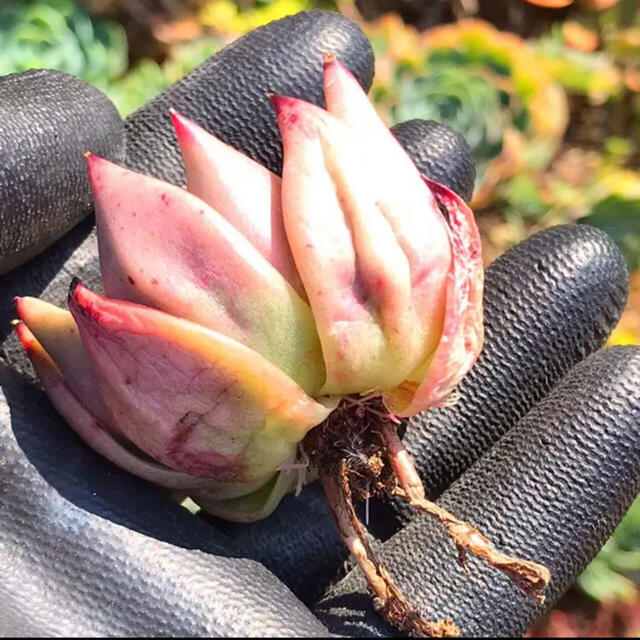 多肉植物　パープルエボニー　売却済み ハンドメイドのフラワー/ガーデン(その他)の商品写真