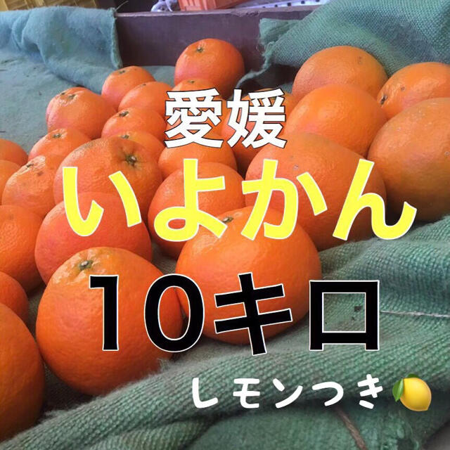 伊予柑10キロ  レモンつき！ 食品/飲料/酒の食品(フルーツ)の商品写真