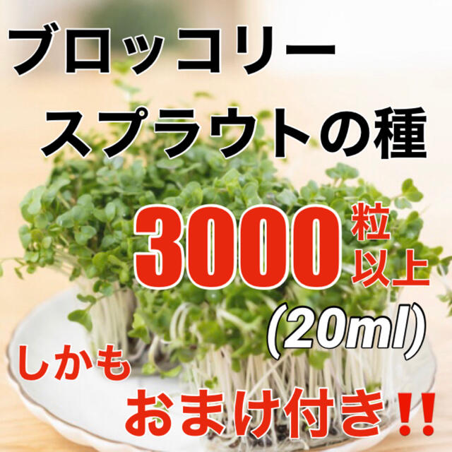 【安心の有機種子‼️】ブロッコリースプラウトの種 20ml オーガニック 種子 食品/飲料/酒の食品(野菜)の商品写真