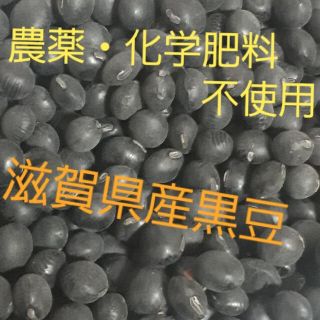 【送料無料】令和2年度産　農薬・化学肥料不使用　黒豆500g(米/穀物)