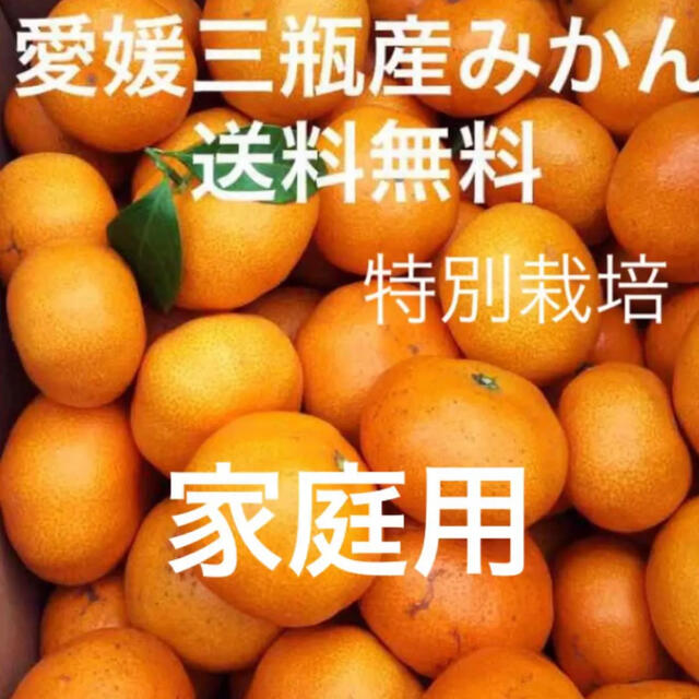 愛媛三瓶産みかん　家庭用　10kg 食品/飲料/酒の食品(フルーツ)の商品写真