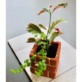 観葉植物ペペロミア根付き苗＆エクスコカリア ピカラ根付き苗セット(プランター)