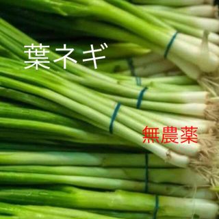 自家栽培 無農薬 ネギ苗根つき5本499円 (野菜)