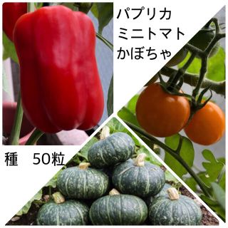 パプリカ　ミニトマト　かぼちゃ　種(野菜)