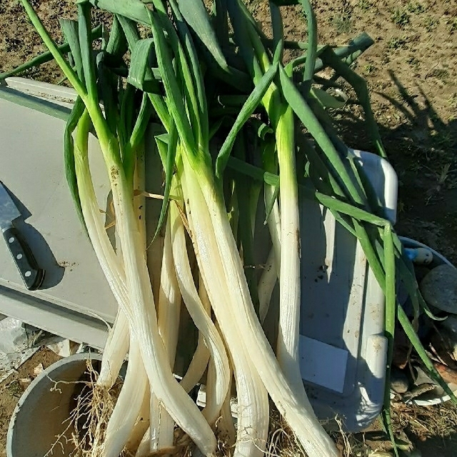 無農薬、白ねぎ約5kg120サイズ 食品/飲料/酒の食品(野菜)の商品写真