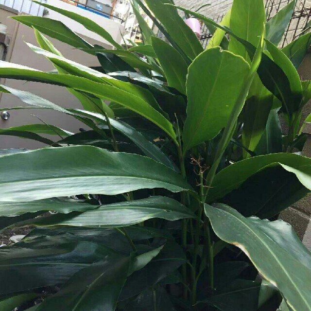 月桃の葉っぱ 沖縄県産 無農薬